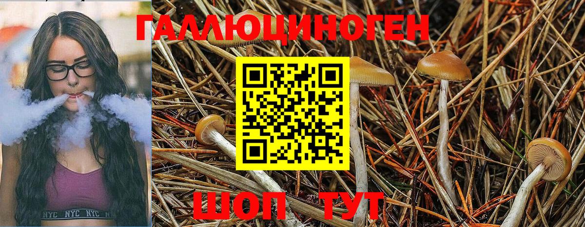 Дивногорск  Галлюциногенные грибы Psilocybine cubensis  Вход с VPN 
